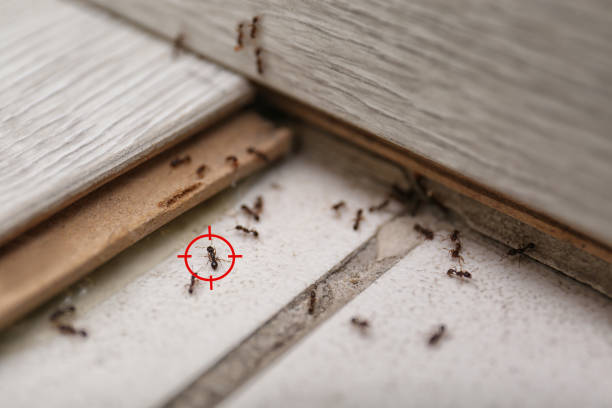 Best Pest Inspection Near Me  in Augusta, ME